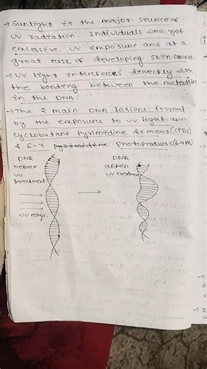 MOLECULAR BASIS OF MUTATIONS IN RELATION TO UV-LIGHT AND CHEMICAL MUTAGENS