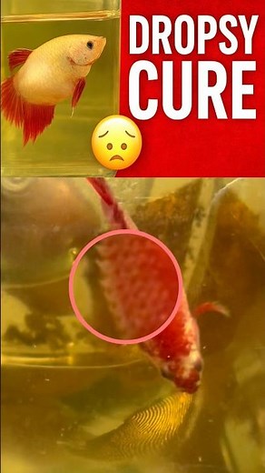 “Don’t Ignore This! Betta Dropsy Full Treatment Explained 😨💧”