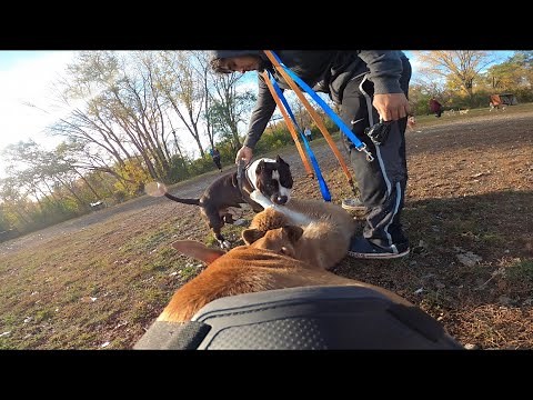 American Bully Gets Aggressive With Husky Puppy At Dog Park