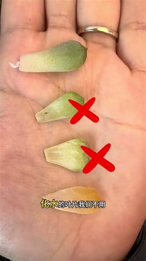 A Complete Guide to Succulent Leaf Propagation for Anyone #Succulents #SucculentPlants #Succulent...