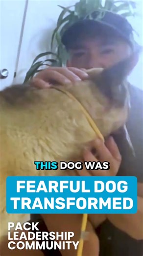 This dog was terrified of both humans and the leash, but there was a way forward. When I used quiet, calm energy, the dog began to trust me. Join the Pack Leadership Community for answers to your dog questions. Link in bio. Este perro tenía miedo tanto de los humanos como de la correa, pero había un camino para avanzar. 🐕✨ Cuando proyecté una energía de calma y serena, el perro empezó a confiar en mí. 👉 Únete a Pack Leadership Community para encontrar respuestas a tus preguntas sobre tu perro.