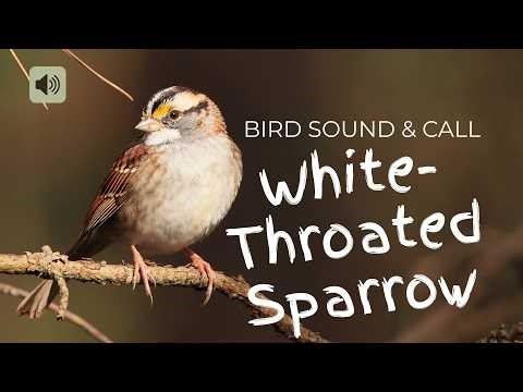 4) White-Throated Sparrow Bird Sound & Song Real Bird Calls for Nature Study