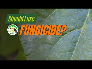 Should I Use a Fungicide?