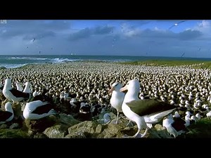 World's Largest Albatross Colony | Blue Planet | BBC Earth