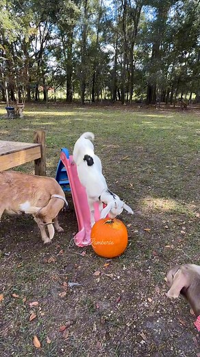 Some goats climb mountains,mine prefers the slide. #highlightseveryone #petfriendly #goats #farmlife | Janice Lamberte