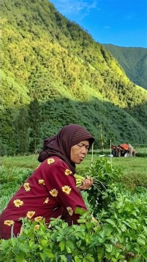 Ini yang disebut dengan Swiss Van Java Wonosobo #swissvanjava #wisatadiengwonosobo