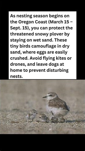 🐥 Save the Snowy Plover! Oregon Coast Tips 🌊 #wildlife #facts #shorts