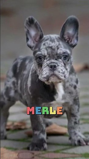 30 French Bulldog Colors 🎨✨: Rare & Standard Frenchies 🐾