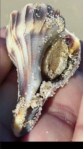 The Role of the Operculum in the Survival of the Whelk
