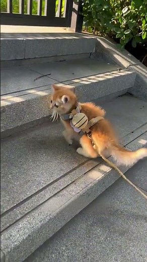 Cute & Safe Cat Collar | Comfortable for Outdoor Adventures #cat #pet #outdoor