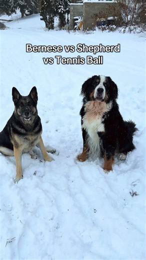 Bernese Mountain Dog vs German Shepherd vs Tennis Ball #bernese #bernesemountaindog #germanshepherd