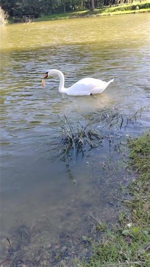 🥯 Swan Stole a Whole Bread Roll 🦢