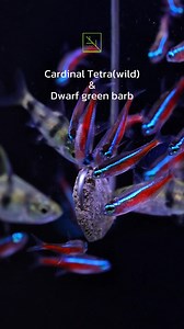 12K views · 220 reactions | Pethia canius & Cardinal Tetra(wild) #PethiaCanius #CardinalTetra #WildCaught #WildCardinalTetra #TropicalFish #FreshwaterFish #AquariumHobby #FishTank | Cube Aquarium | Facebook
