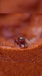Two Ant Colonies Lived 100 Days in Completely Different Conditions