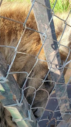 The Heavy Contrast in the Mind of Two Spotted Hyenas! 🐾