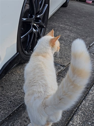 #猫好きさんと繋がりたい #猫可愛い #マークxgr #マークx130系 #マークx乗りと繋がりたい