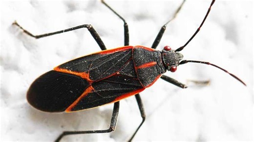 Meet the boxelder bug, another annoying insect trying to invade your home. What to know