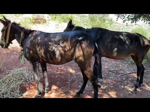 Un cheval 🐎 croisé avec un âne ça donne ?