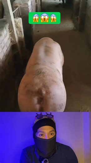 ¿Sabías Esto? El Cerdo y las 30 Enfermedades que Puede Transmitir a Humanos #viralchallenge #fypchallenge | Viral ID07