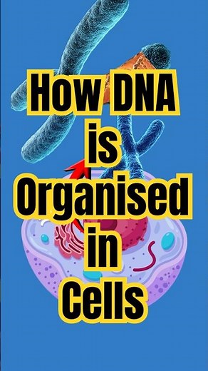 What Are Chromosomes ? | Chromosomes Explained Fast | How DNA Is Organized ?