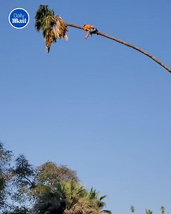 201K views · 62 reactions | He did all this while holding a chainsaw!?  | Daily Mail Did That Just Happen? | Facebook