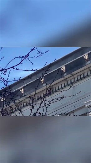 Capitol Lions: Hidden Symbols and Unified Architecture Revealed #shorts