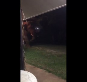 Still open? Large wild elephant wanders into restaurant garden looking for food