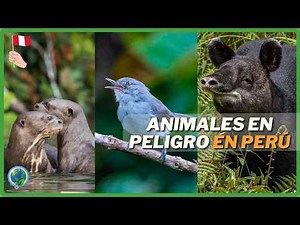Endangered Animals in Peru | (Top 10) |