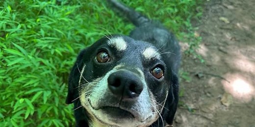 Charlotte-Mecklenburg Animal Care & Control separates from police department