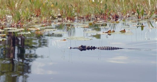 How a $60 million deal saved Georgia's Okefenokee Swamp from mining — for now