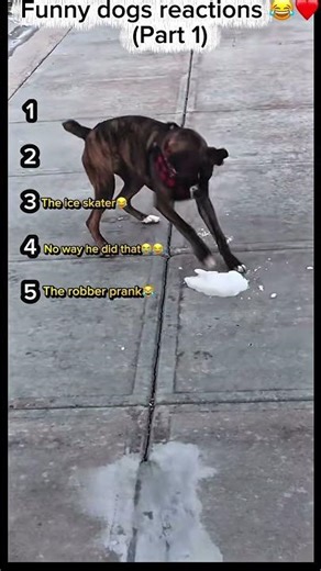 Funniest Dog Reactions That Made People Cry 😂 (Part 1)