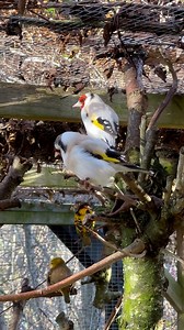 4.1K views · 69 reactions | Bird aviary with goldfinches | Tropical Aviary Birds - Torben Dehlholm | Facebook