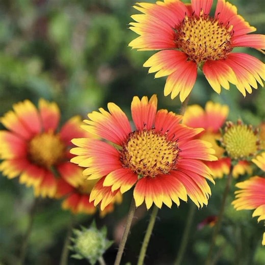 200  Indian Blanket Seeds — Gaillardia Pulchella Flower Red Yellow Wildflower Seeds Drought Tolerant Garden - Etsy
