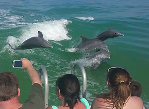 Dolphin Watching | Dolphin Snorkeling Cruise