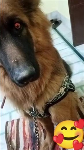 Chanda hai tu mera suraj hai tu 🥰🐕 #song #trending #viral #pets #shorts #ytshorts