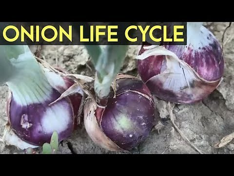 Onion Farming: Transplanting, Direct Seeding and Farm Management