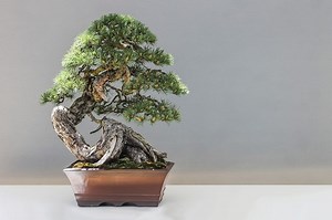 Belajar Seni Menanam Pohon, Ini 6 Jenis Tanaman yang Cocok untuk Dibonsai - Bobo
