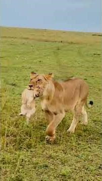 Adorable Lion Cubs Playing in the Wild 🦁💛 | Nature Short
