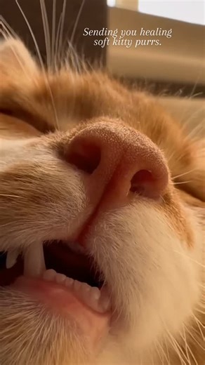 Did you know cat purrs have healing powers? 🐾✨ Studies show that the frequency of a cat’s purr, between 25 to 150 Hz, promotes healing in bones, muscles, tendons, and even reduces pain and inflammation. This frequency range is known to support tissue regeneration and stress reduction, which is why simply snuggling with a purring cat can lower your blood pressure and calm your nervous system. So when I say I'm sending you healing kitty purrs… it’s not just cute, it’s backed by science. 😻💛 * * 