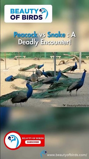 🦚 Do Peacocks Eat Snakes? Shocking Truth! 🐍⚡ | Peacock vs. Snake Battle
