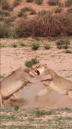 lion vs lioness fight #wildanimals #lion #shorts