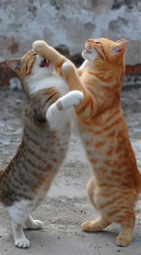 Funny & Cute Cats 😹💕 | The Cutest and Funniest Cat Moments Ever!