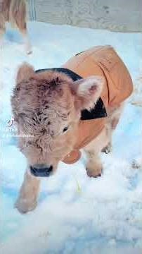 Fun In The Snow With Miniature #highland #cow