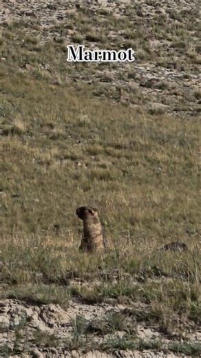 Cute Calling of a Marmot(Rodent) from Kyrgystan.