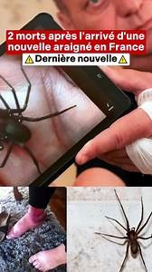 Une nouvelle araignée fait sont apparition en france et à cause la morts de deux perssonnes | jhaeazy