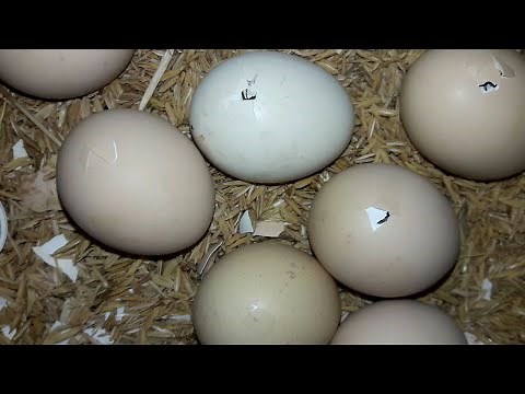 Chicken Eggs Hatching After 21 Days