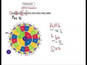 Translation using codon wheel