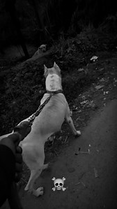 The Dogo wasn’t bred to scare animals… it was bred to finish them. Most people think the Dogo Argentino is just a big white dog. That’s ignorance. This breed was engineered in Argentina for one purpose: to hunt animals that fight back. Wild boar. Puma. Predator vs predator. No intimidation, no noise — just function. The Dogo doesn’t rely on fear; it relies on precision, endurance, and lethal focus. When it enters the forest, it’s not looking to dominate — it’s looking to survive. And in the wild