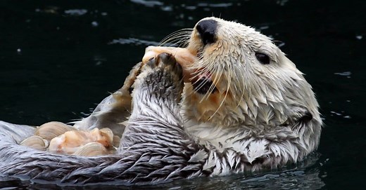 What Do Sea Otters Eat?