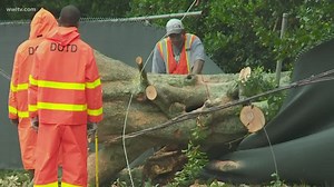 Can your tree make it through a strong storm?